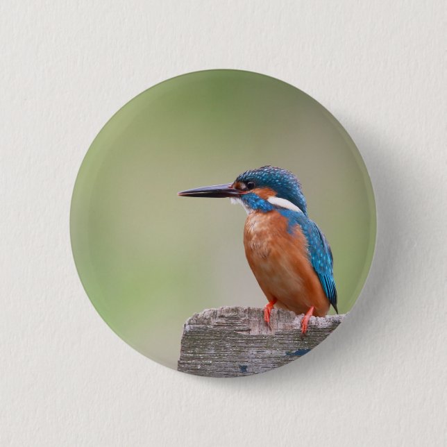 Badge Rond 5 Cm Martin pêcheur. (Devant)