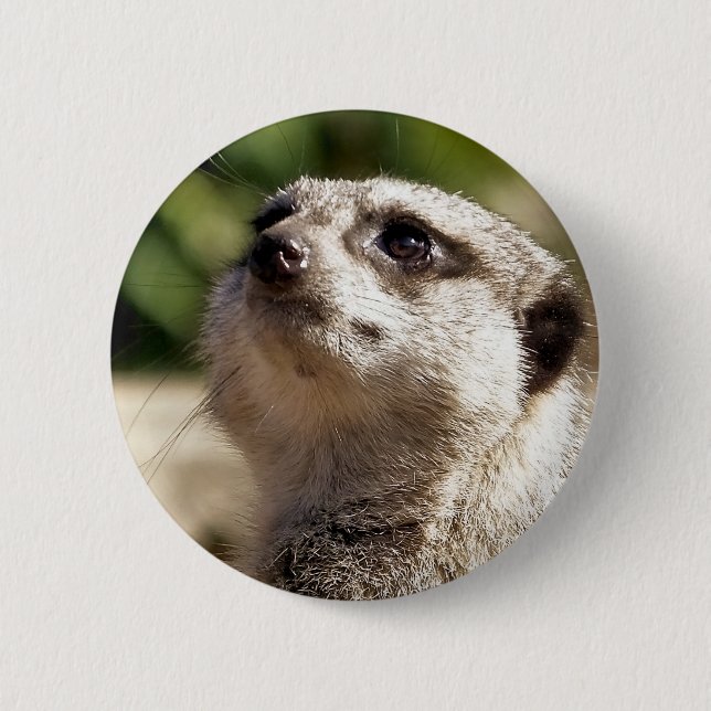 BADGE ROND 5 CM MEERKAT (Devant)