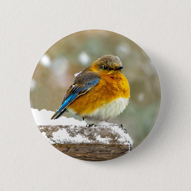 Badge Rond 5 Cm Merlebleu de l'Est dans la Neige - Photographie Or (Devant)