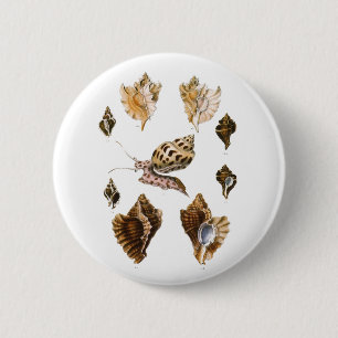 Badge Rond 5 Cm Mollusques et Escargots, Organismes Marins Vintage