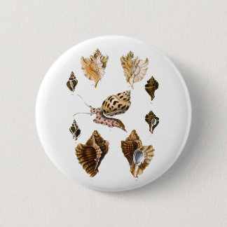 Badge Rond 5 Cm Mollusques et Escargots, Organismes Marins Vintage