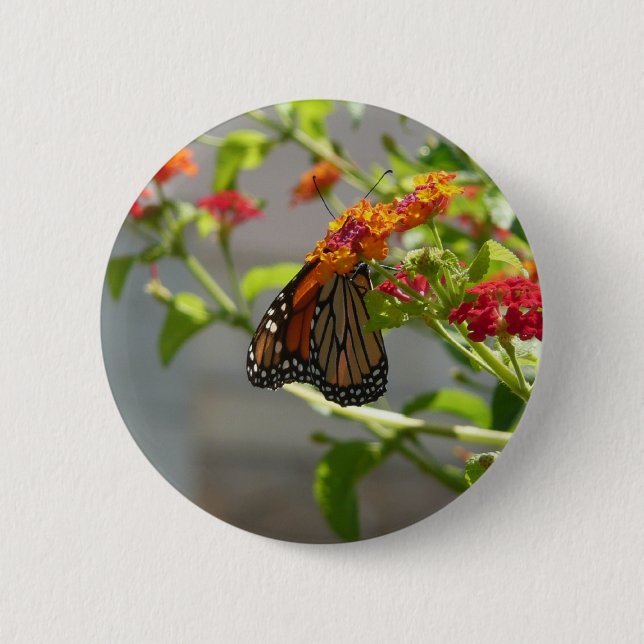 Badge Rond 5 Cm Monarque papillon sur buisson papillon rouge (Devant)