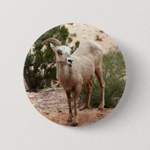 Badge Rond 5 Cm Moutons à cornes drôles à Zion National Park