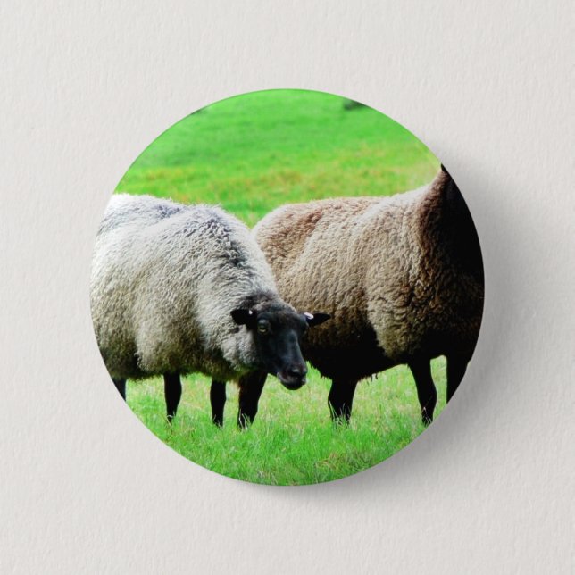 Badge Rond 5 Cm Moutons à tête noire (Devant)