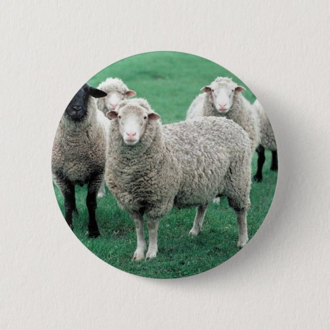 Badge Rond 5 Cm Moutons de l'Iowa (Devant)