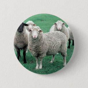 Badge Rond 5 Cm Moutons de l'Iowa