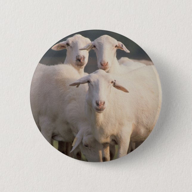 Badge Rond 5 Cm Moutons de St Croix (Devant)