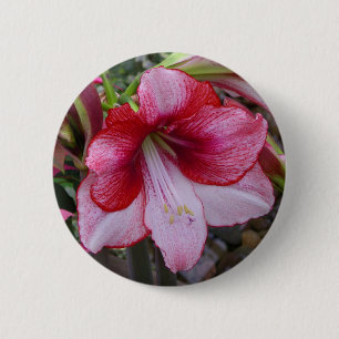 Badge Rond 5 Cm Noël Amaryllis Rouge Fête Florale
