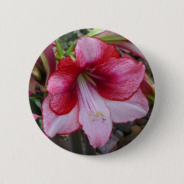 Badge Rond 5 Cm Noël Amaryllis Rouge Fête Florale (Devant)