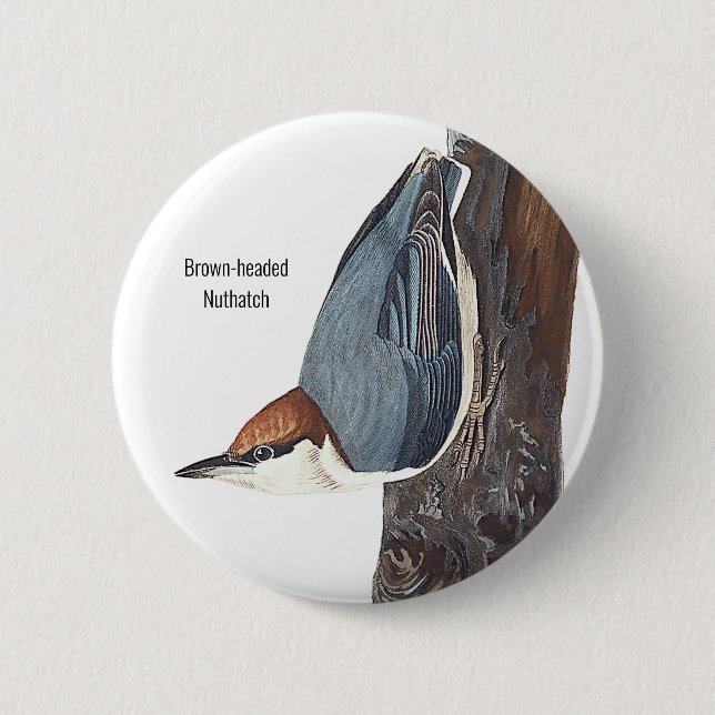 Badge Rond 5 Cm Nuthatch à tête Brown, Audubon, Oiseaux, (Devant)
