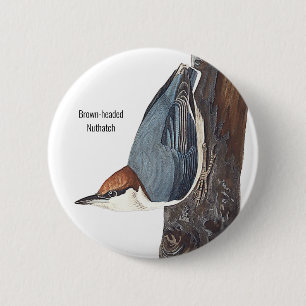 Badge Rond 5 Cm Nuthatch à tête Brown, Audubon, Oiseaux,