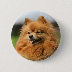 Badge Rond 5 Cm Observation de Pomeranian