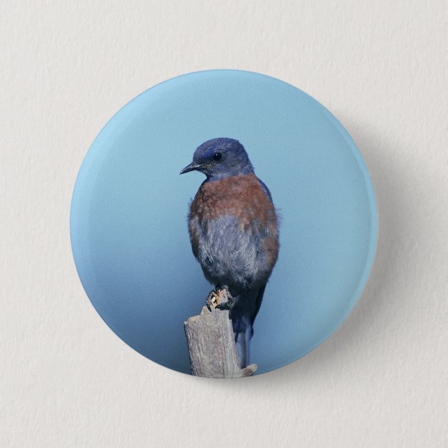 Badge Rond 5 Cm Oiseau bleu occidental (Devant)