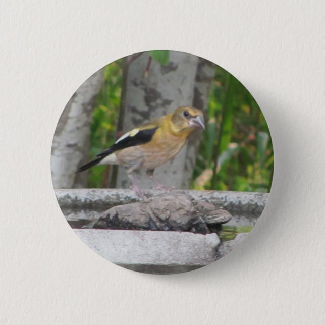 Badge Rond 5 Cm Oiseau en colère (Devant)