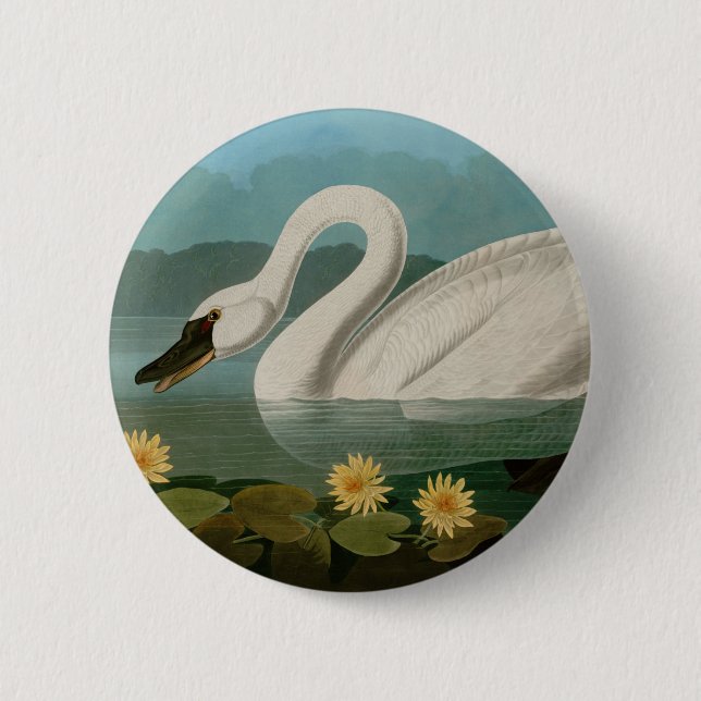Badge Rond 5 Cm Oiseaux communs de cygne d'Amérique Audubon (Devant)