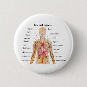 Badge Rond 5 Cm Organes internes importants dans le diagramme de