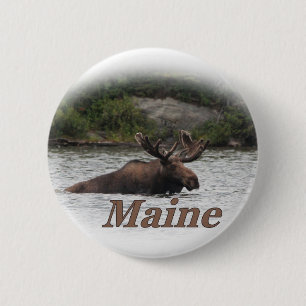 Badge Rond 5 Cm Orignaux du Maine Taureau