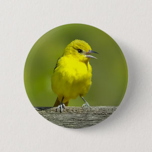 Badge Rond 5 Cm Oriole de Baltimore - Photographie originale