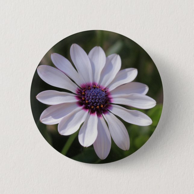 Badge Rond 5 Cm Osteospermum African Daisy (Devant)