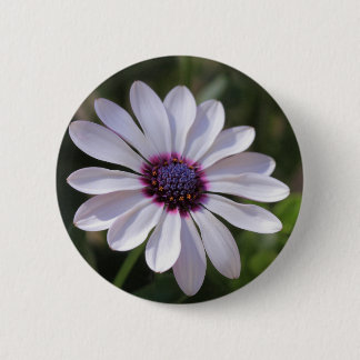 Badge Rond 5 Cm Osteospermum African Daisy