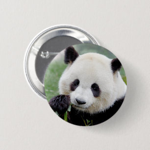 Badge Rond 5 Cm Panda géant aux boutons. Panda.