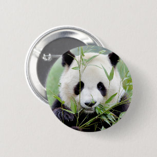 Badge Rond 5 Cm Panda géant aux boutons. Panda.