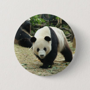 Badge Rond 5 Cm Panda géant dans un zoo pour animaux sauvages en p