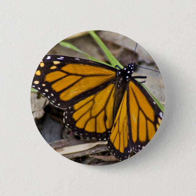 Badge Rond 5 Cm Papillon monarque (Devant)
