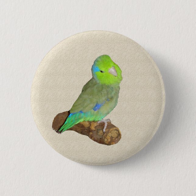 Badge Rond 5 Cm Parrotlet mâle vert (Devant)