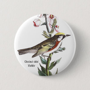 Badge Rond 5 Cm Paruline à châtaignes, Audubon, Oiseau d'Oiseau 