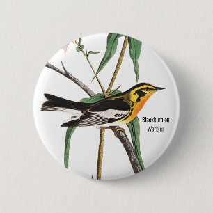 Badge Rond 5 Cm Paruline noire, Audubon, Oiseau sauvage,