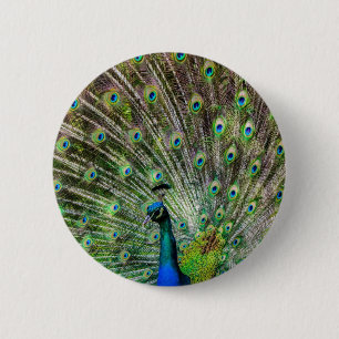 Badge Rond 5 Cm Peacock étonnant et plumes accessoires photo