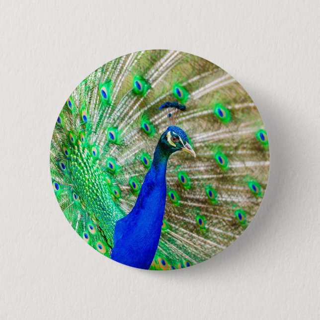 Badge Rond 5 Cm Peacock Plumage (Devant)