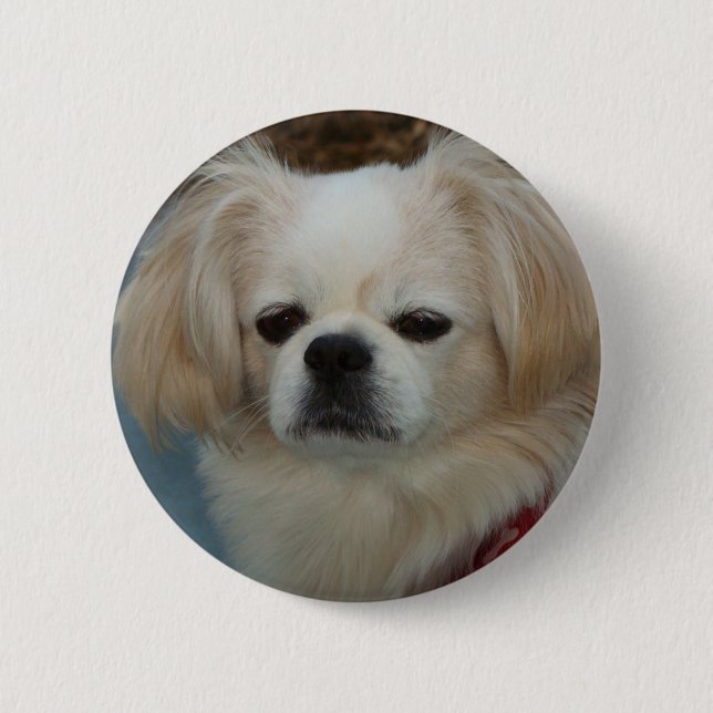 Badge Rond 5 Cm Pekingese mignon (Devant)