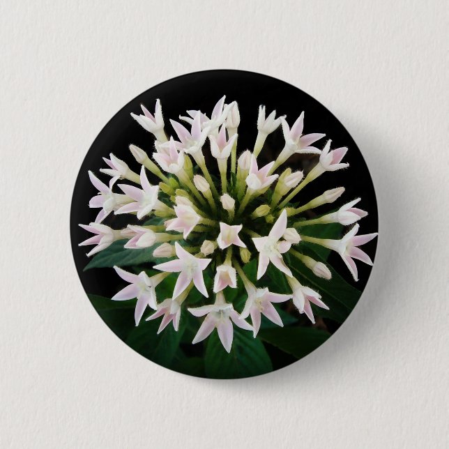 Badge Rond 5 Cm Pentas blancs (Devant)