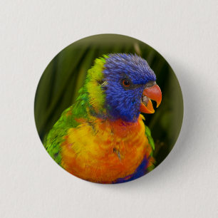 Badge Rond 5 Cm Perruche colorée