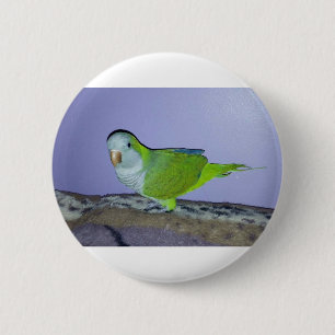 Badge Rond 5 Cm Perruche veuve