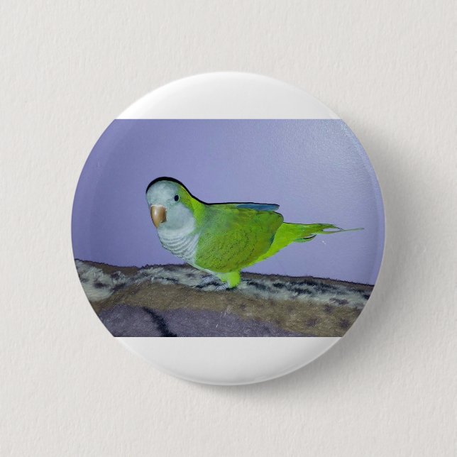 Badge Rond 5 Cm Perruche veuve (Devant)