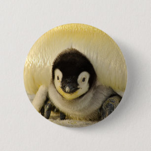 Badge Rond 5 Cm Petit pingouin