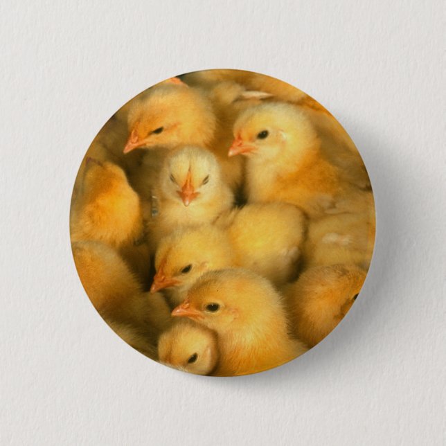 Badge Rond 5 Cm Petits poussins jaunes (Devant)