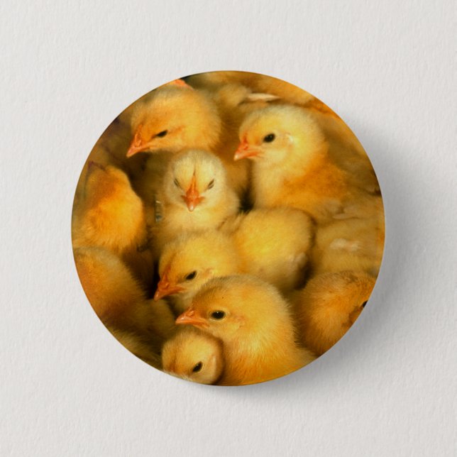 Badge Rond 5 Cm Petits poussins mignons (Devant)