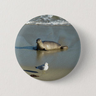 Badge Rond 5 Cm Phoque commun à La Jolla Californie
