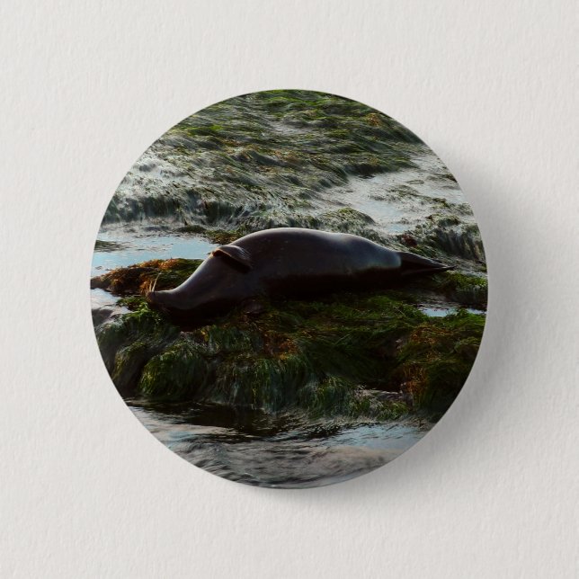Badge Rond 5 Cm Phoque de Harbour éclairé par le coucher de soleil (Devant)