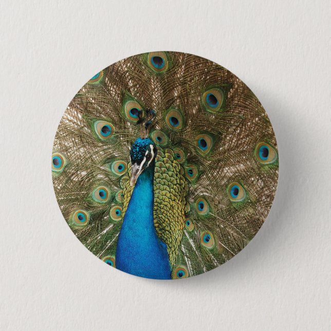 Badge Rond 5 Cm Photo couleur riche de Peacock (Devant)