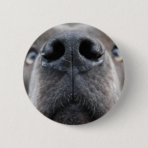 Badge Rond 5 Cm Photo Great Dane