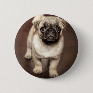 Badge Rond 5 Cm Photo mignonne de chiot de carlin