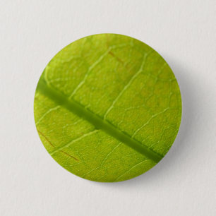 Badge Rond 5 Cm Photographie botanique de feuilles vertes dans la