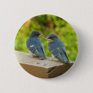 Badge Rond 5 Cm Photographie de bébé hirondelles de cheminée dans