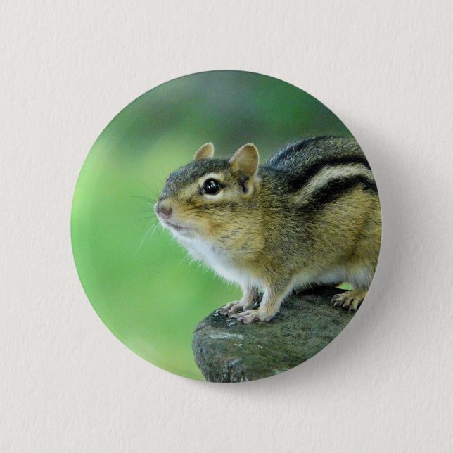 Badge Rond 5 Cm Pin curieux de tamia (Devant)