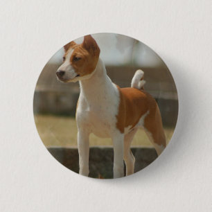 Badge Rond 5 Cm Pin de Basenji
